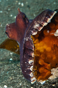 facetious octopus of Lembeh by Mathieu Foulquié 